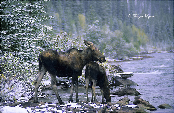 Cow Moose and Calf 105E by Dr. Wayne Lynch &copy;